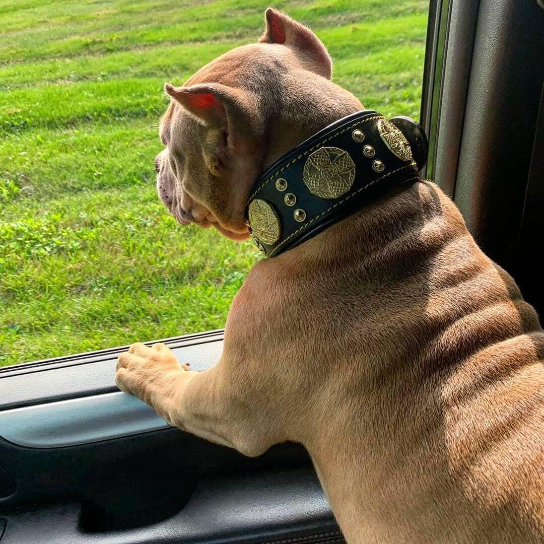 The Maximus Black/Gold Leather Dog Collar for Large Dog Breeds