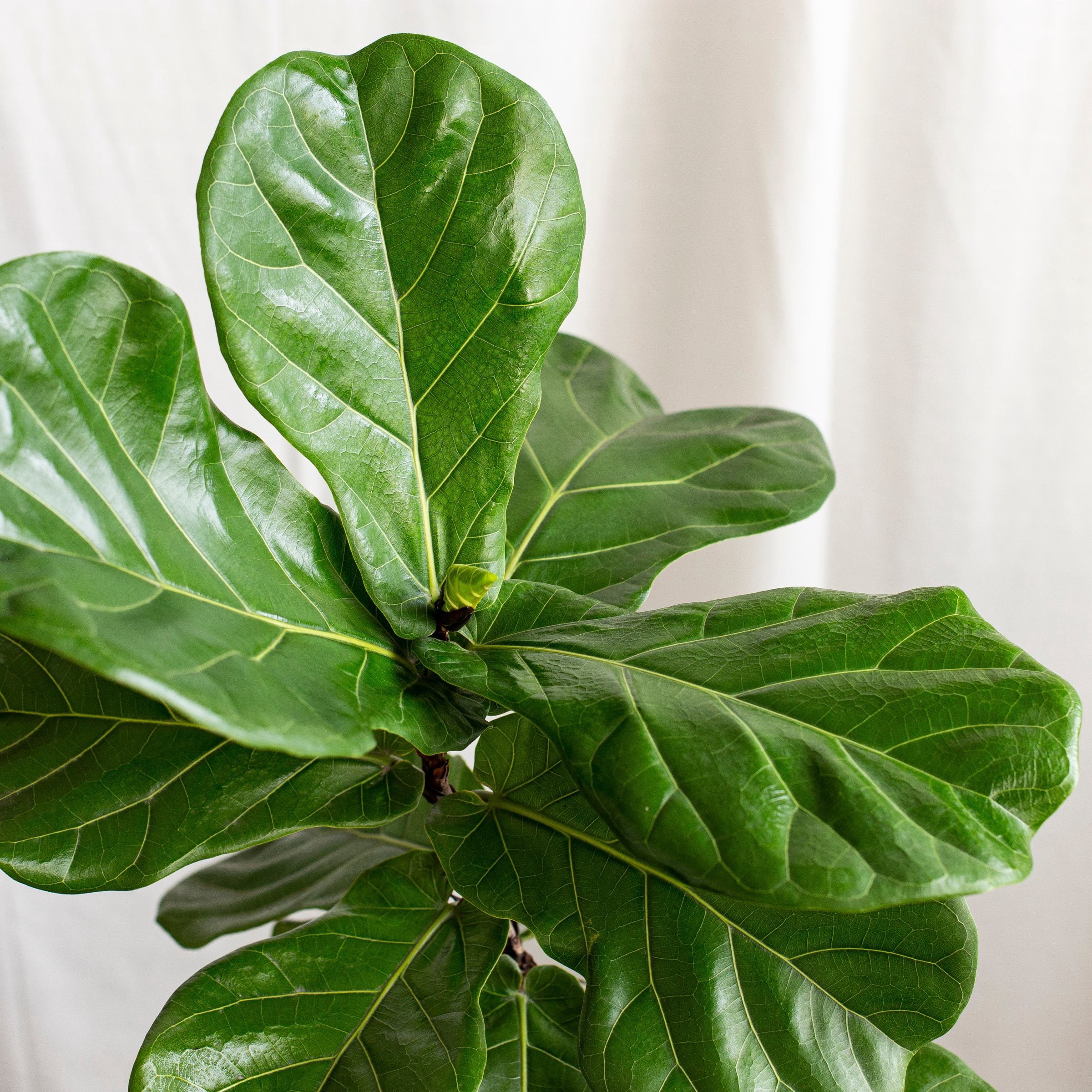 6 in. Ficus Lyrata Suncoast Plant in Grower Container