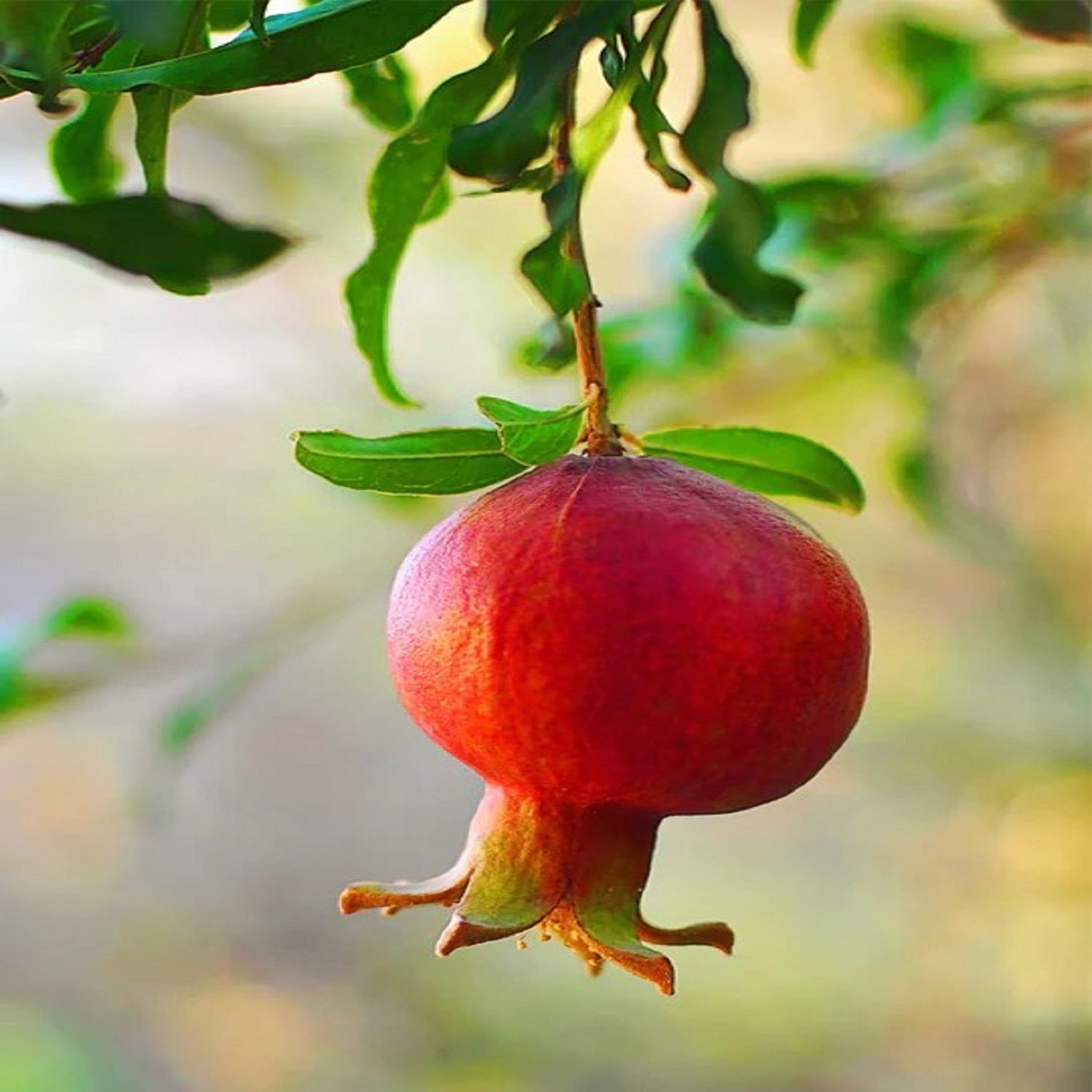 Expert Gardener 1-1.5 ft tall Wonderful Pomegranate Live Tree in 1-Gallon Grower Pot