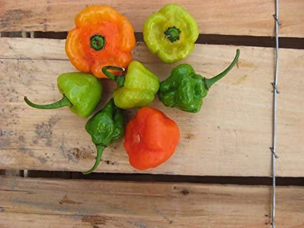Aji Cachucha / Aji Dulce Sweet Pepper Seeds (20 Seeds) - Mild, Great For Cooking, Free Shipping