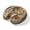 Sienna, Sage, Gold, Black, variant on Neck Pillow, Teal Boho Tiger Memory Foam U-Shaped Travel Pillow for Airplane Car Train Office Nap, Portable Soft Head Neck Support for Sleeping & Reclining Vintage Floral Botanical Traditional