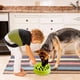 thumbnail image 4 of Cuencos para mascotas,Cuenco para perros de alimentación lenta, interesante cuenco interactivo para perros, cuenco de comida de fibra de bambú duradero, no tóxico y respetuoso con el medio ambiente Vhermosa LL-1684, 4 of 4