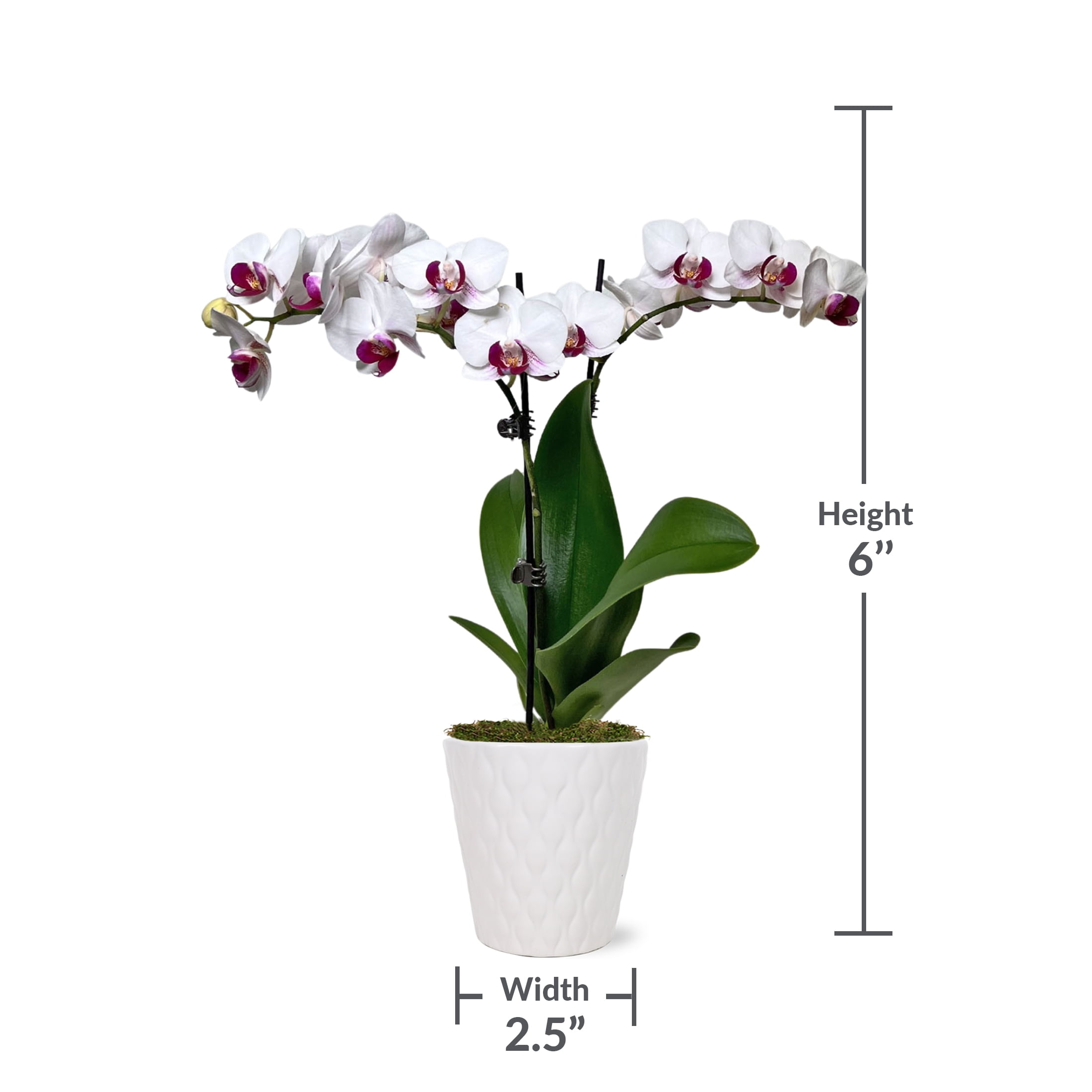 Just Add Ice 15-20" White and Purple Petite Orchid Live Plant in 3" White Ceramic Pot, House Plant