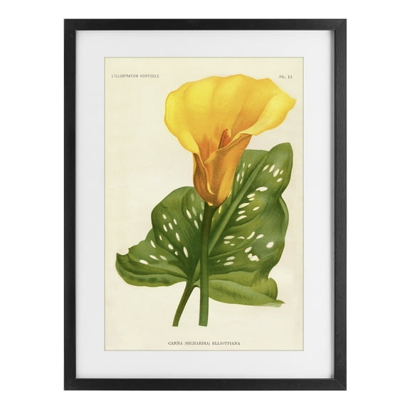 Stupell Industries Yellow Canna Lily Black Framed Print Under Glass, design by Print Collection
