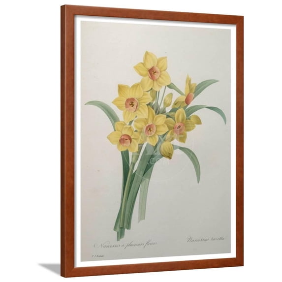 Narcisses, Botanical Framed Art Print Wall Art by PierreJoseph Redoute Sold by Art.Com