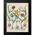 thumbnail image 2 of Besler, Basilius 12x14 Black Modern Framed Museum Art Print Titled - Tulips, 2 of 5