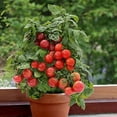 thumbnail image 4 of GSDWIUEW Seeds Indoor Tomato Dwarf in Pot Red Early Heirloom Vegetable for Planting, 4 of 8