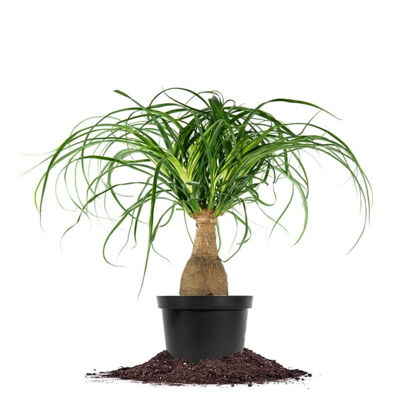 Perfect Plants Ponytail Palm 6 inch pot