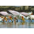 thumbnail image 2 of Fitzharris, Tim 32x23 White Modern Wood Framed Museum Art Print Titled - Yellow-billed Storks Feeding-Kenya, 2 of 4