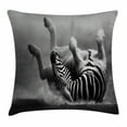 thumbnail image 1 of Wildlife Decor Throw Pillow Cushion Cover, Zebra Rolling in the Dust Artistic Savage Mammal Activity Eco Photo, Decorative Square Accent Pillow Case, 16 X 16 Inches, Black and White, by Ambesonne, 1 of 2
