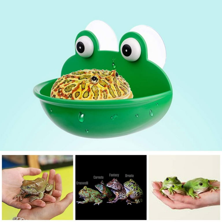 Anvazise Reptile Feeder with Suction Cup Pet Landscaping Plastic Frog  Tortoise Amphibian Rest Living Container Pet Supplies Green 