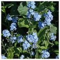 thumbnail image 4 of Everwilde Farms - 1/4 lb Forget Me Not Garden Flower Seeds - Gold Vault Bulk Seed Packet, 4 of 4