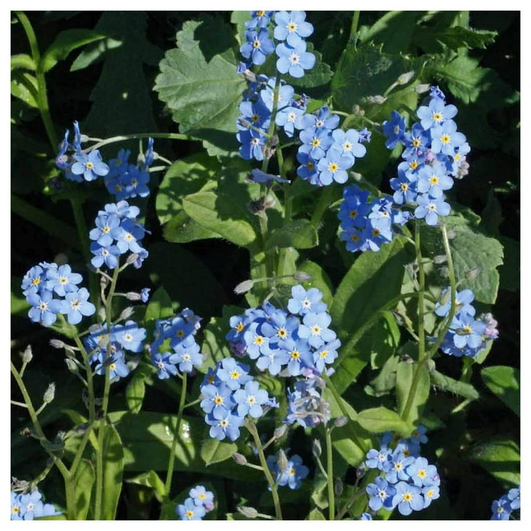 Everwilde Farms - 1/4 lb Chinese Forget Me Not Garden Flower Seeds - Gold Vault Bulk Seed Packet