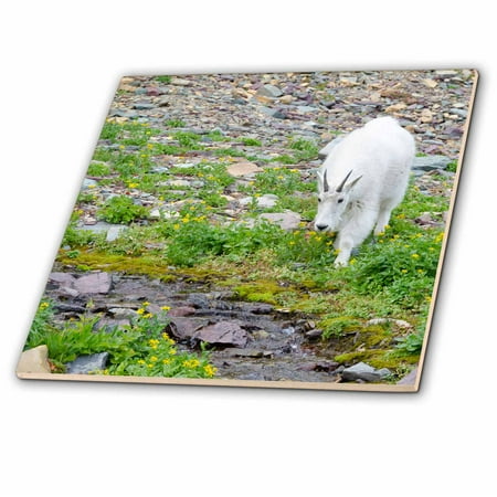 Goat Tile - 3dRose Mountain Goat feeding, Hidden Lake Trail, Glacier NP, Montana - Ceramic Tile, 8-inch