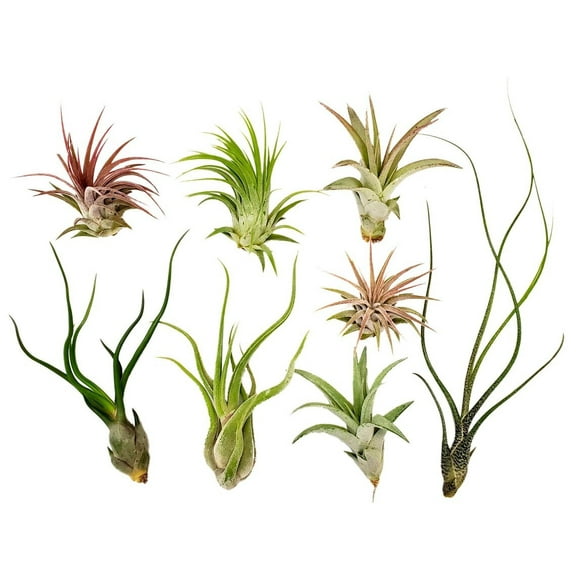 It Blooms Rainforest Grown 8 Pack Assorted Air Plants - Live Tillandsia - Easy Care House Plants - Succulents - 30 Day Guarantee