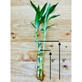 thumbnail image 4 of Lucky Bamboo 6&rdquo;6&rdquo;8&rdquo; in Premium Ceramic Vase, 4 of 6