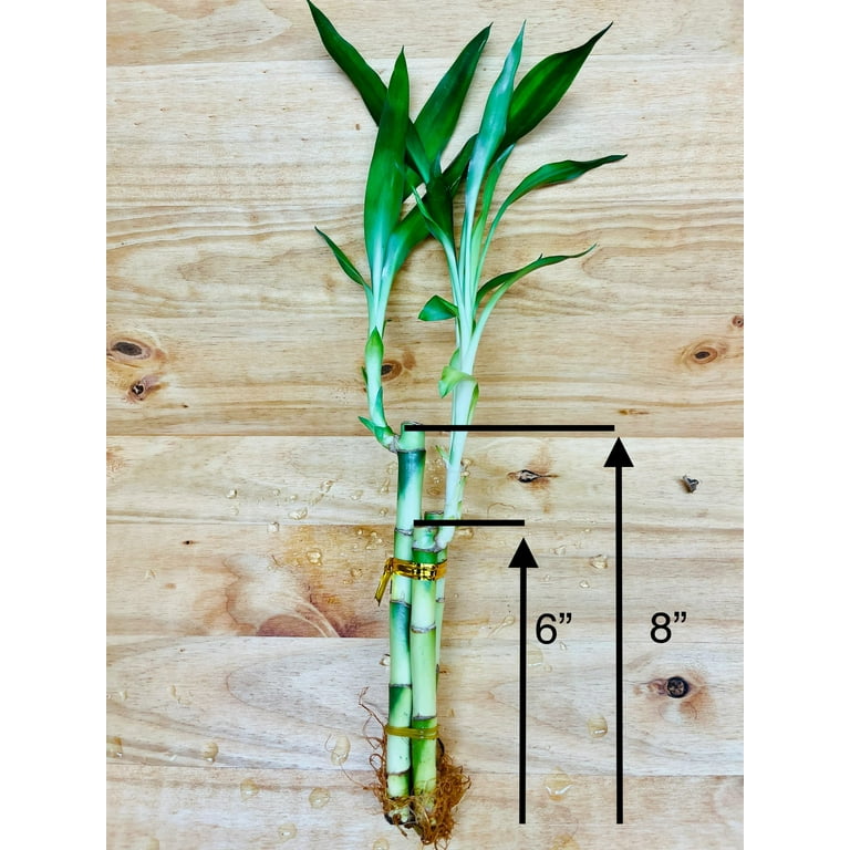 Lucky Bamboo Arrangements 3 Stem 668