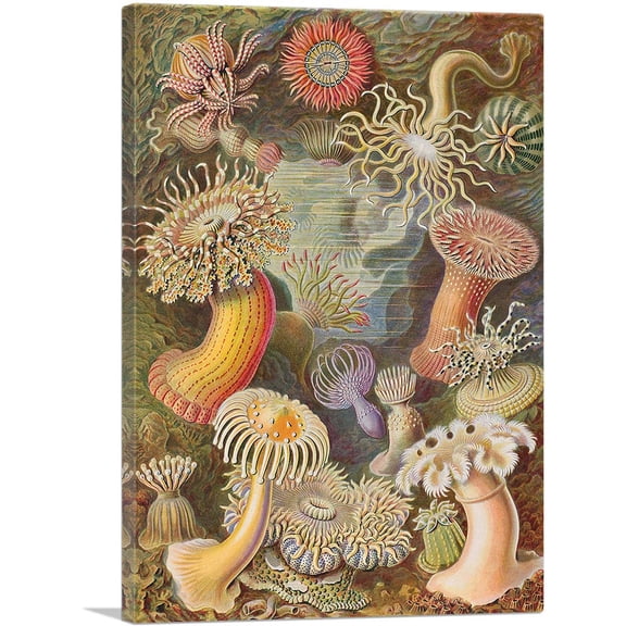ARTCANVAS Actiniae Sea Anemones 1904 Canvas Art Print by Ernst Haeckel - Size: 26" x 18" (0.75" Deep)