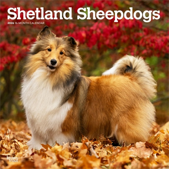 Shetland Sheepdogs 2026 12x24" (Hanging) Wall Calendar | Plastic-Free | BrownTrout