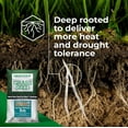 thumbnail image 5 of GreenView Fairway Formula Grass Seed Turf Type Tall Fescue Shady Mixture - 7 lbs, 5 of 12