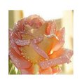 thumbnail image 1 of Kit de pintura de diamante 5D para adultos bordado flor decoración de arte para el hogar regalos de bricolaje Flor rosa Sunnimix Kit de pintura de diamante 5D, 1 of 5