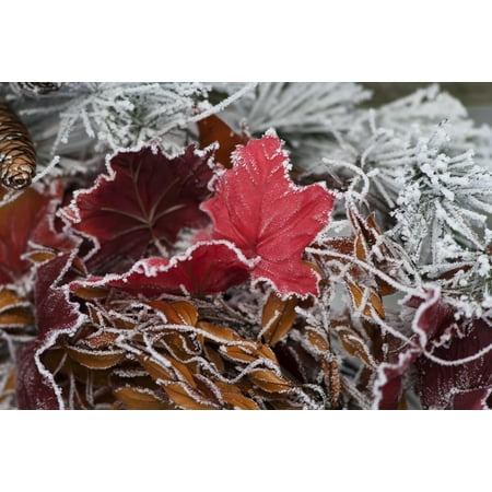Pics About Christmas Hoarfrost covers holiday decorations on a wreath Christmas season Minnesota United States of America Poster Print by Richard Hamilton Smith Design Pics ()