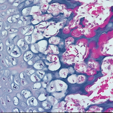 Comprehensive Medical Histology Slide Set  Identify Organs And Tissues price history on PriceWatchPro