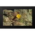 thumbnail image 2 of Popcorn 24x15 Black Modern Framed Museum Art Print Titled - Poppies I, 2 of 5