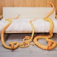 thumbnail image 5 of Serpiente gigante de peluche de juguete Animal de peluche Pitón Serpiente Almohada Muñeca Juguetes Serpiente falsa Hogar Decoraciones de Halloween 43 pulgadas (Blanco) Sincero Hogar, 5 of 5