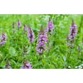 thumbnail image 5 of Seedville 25 Marsh Woundwort Flower Seeds, Wound Healing, 5 of 7