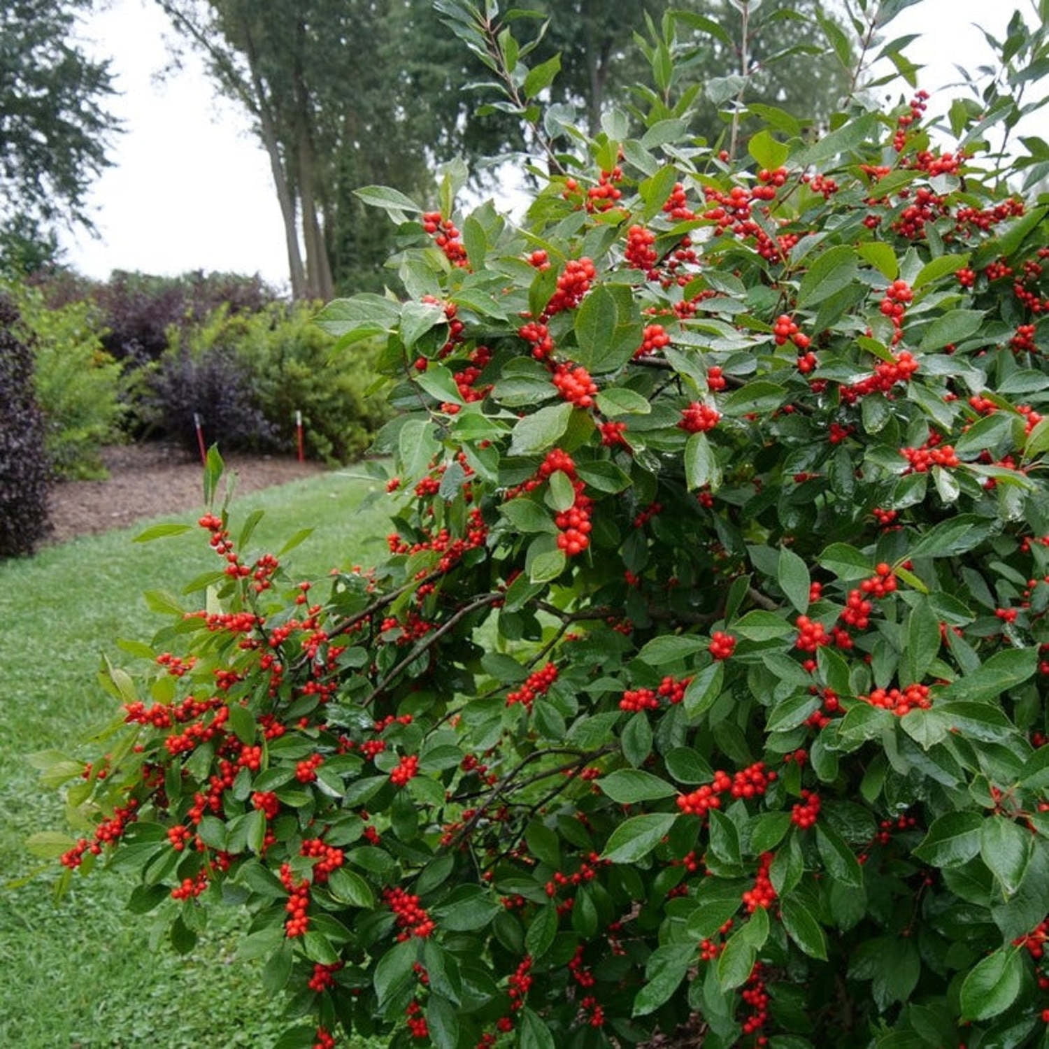 Proven Winners ColorChoice 5" Berry Heavy Winterberry Live Plant in 4.5" Pot (4 Count)
