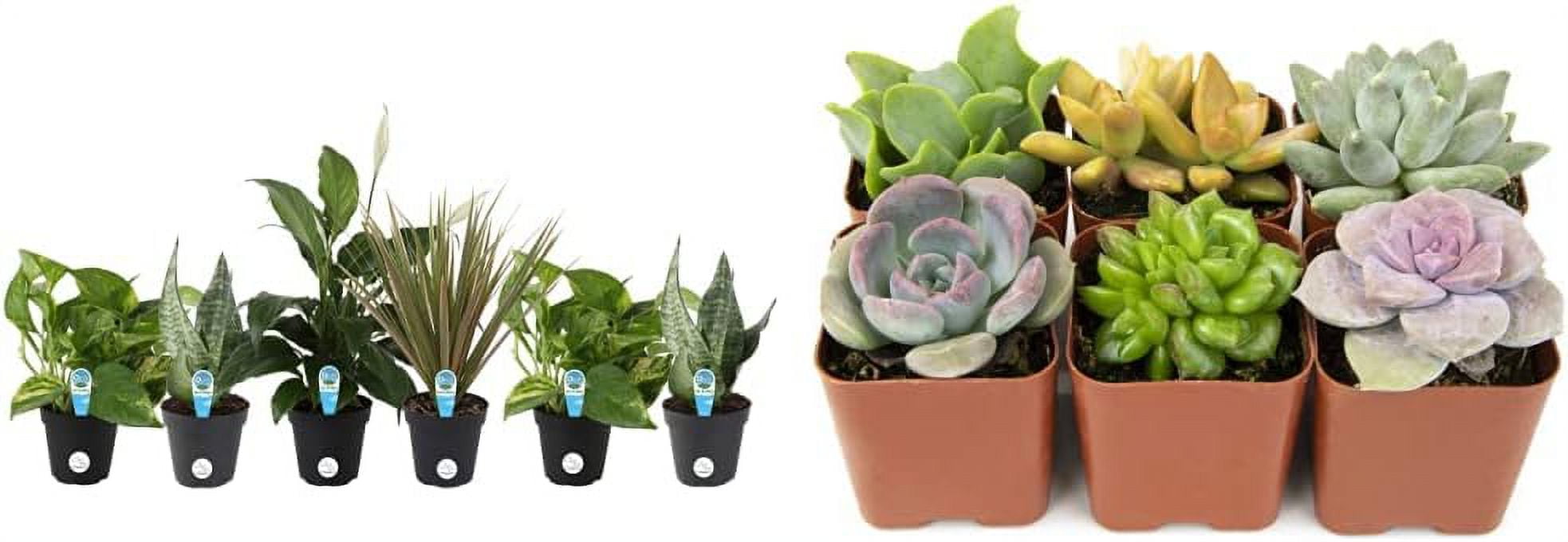 GUAIPOU Assorted Foliage Clean Air Live House Plant Collection, 8Inches, Green & Easy to Grow