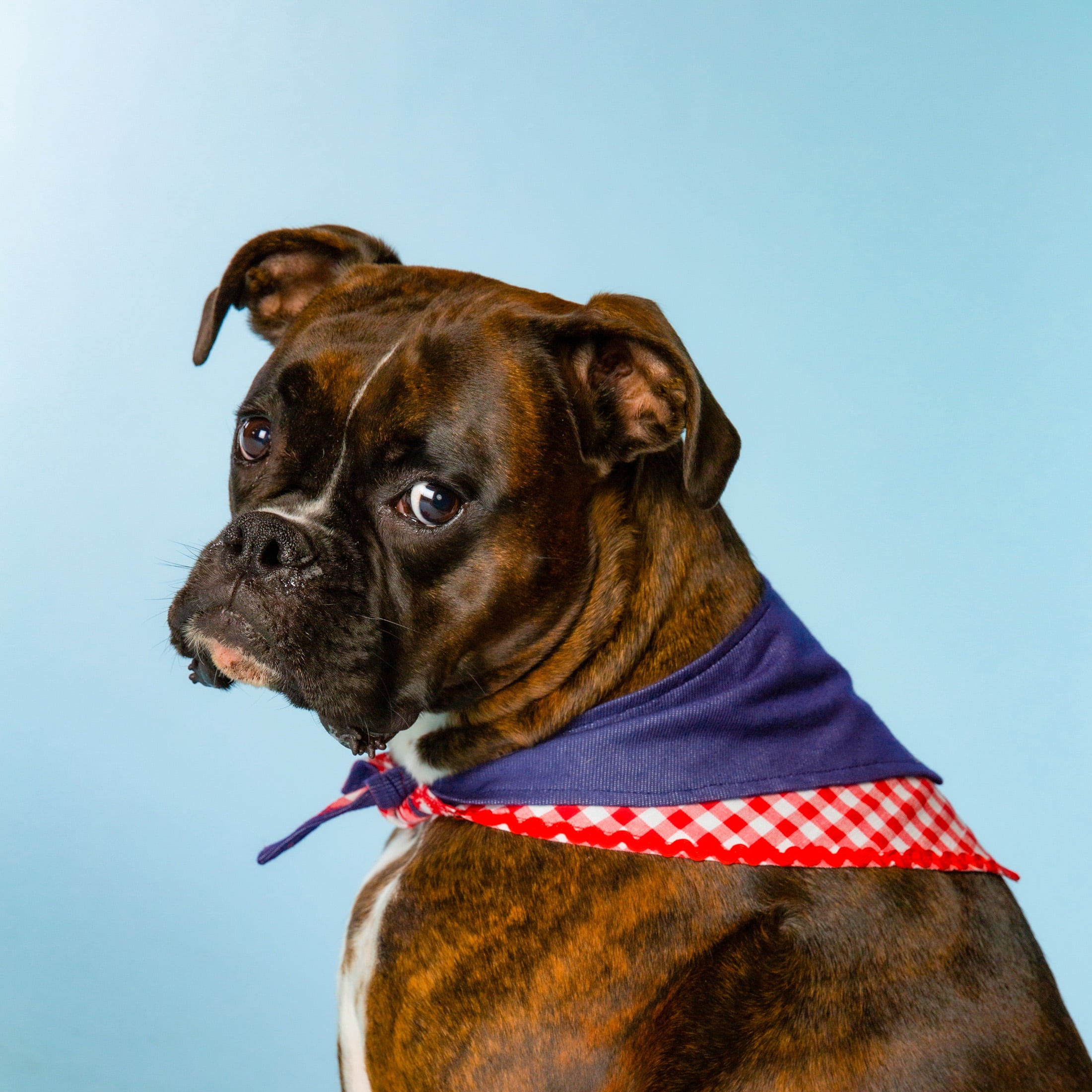 Doggy Parton, Dog Clothes, Denim & Gingham Dog Bandana, Blue, M/L