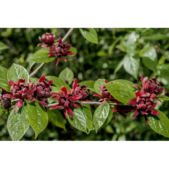 Sweetshrub Seedlings for Planting - Live Tree Seedlings - Calycanthus Florida - Carolina-Allspice (3 Seedlings)