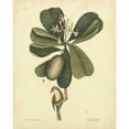 thumbnail image 3 of Catesby, Mark 20x24 Black Modern Framed Museum Art Print Titled - Catesby Bird and Botanical III, 3 of 5
