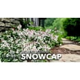thumbnail image 2 of Asiatic Jasmine 'Snowcap' | 1 Large Gallon Size Plant | Trachelospermum Asiaticum Snowcap | Variegated Ground Cover Plants | Drought Tolerant Landscaping Vines, 2 of 6