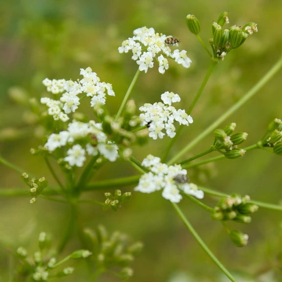 Caraway Herb Garden Seeds - 1 Oz - Biennial Culinary & Cooking Herbal Gardening Seeds - Carum carvi