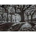 thumbnail image 2 of Szilagyi, Ily 14x12 White Modern Wood Framed Museum Art Print Titled - Tree Park, 2 of 4