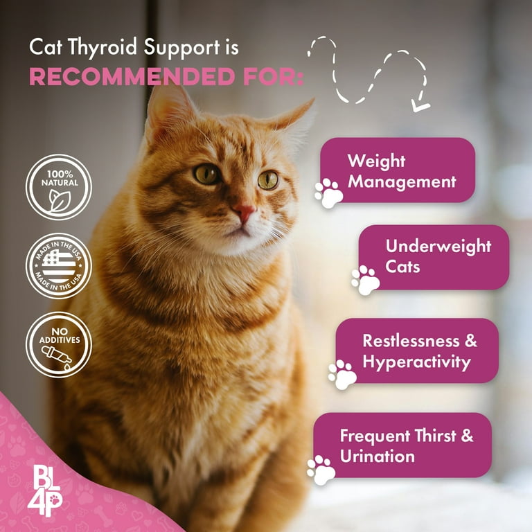 Natural food for cats with hyperthyroidism hotsell