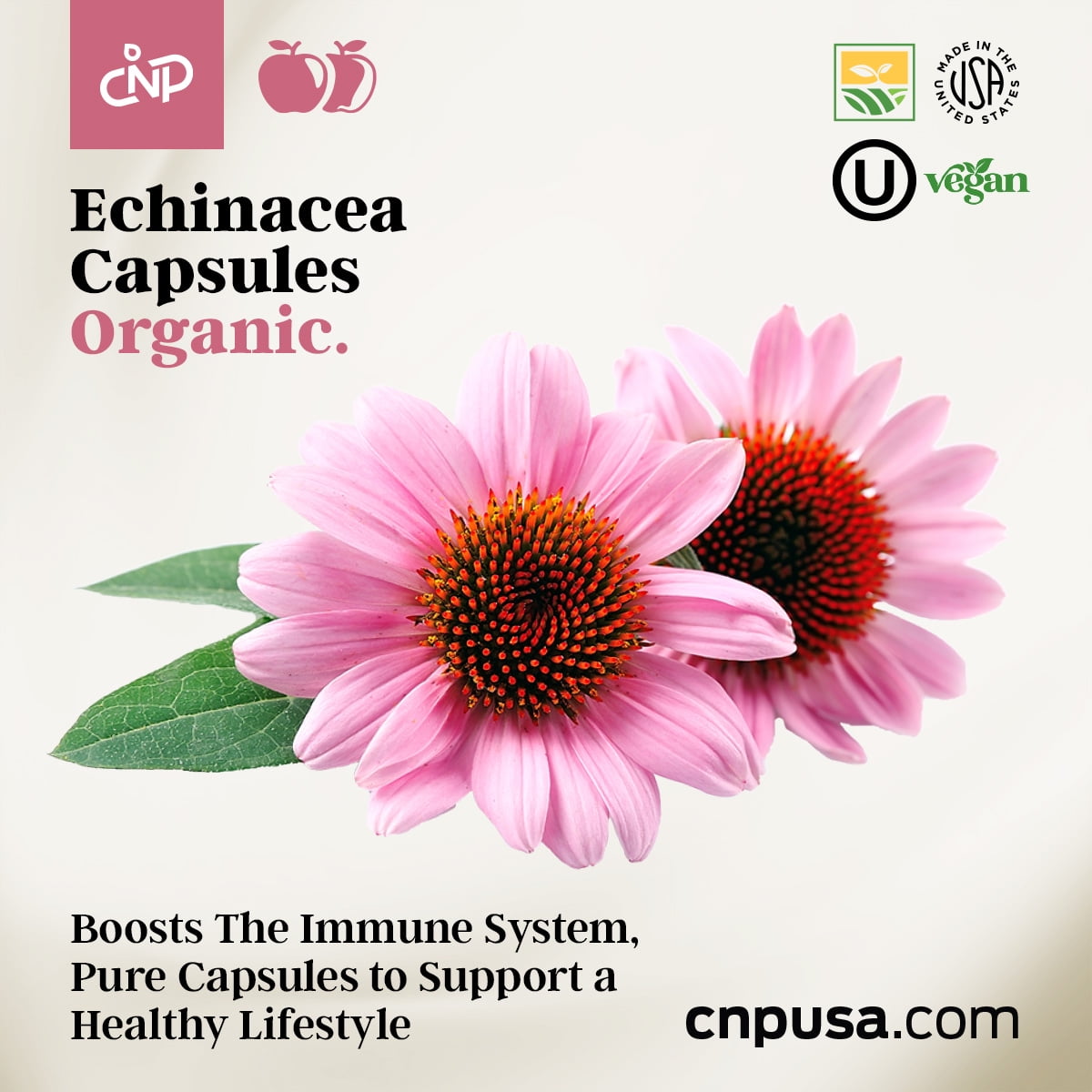 Organic Echinacea Root Capsules 600mg 100 Veggie Pills Healthy Herbal Support Purpurea Root Dried Powder Extract Walmart Com