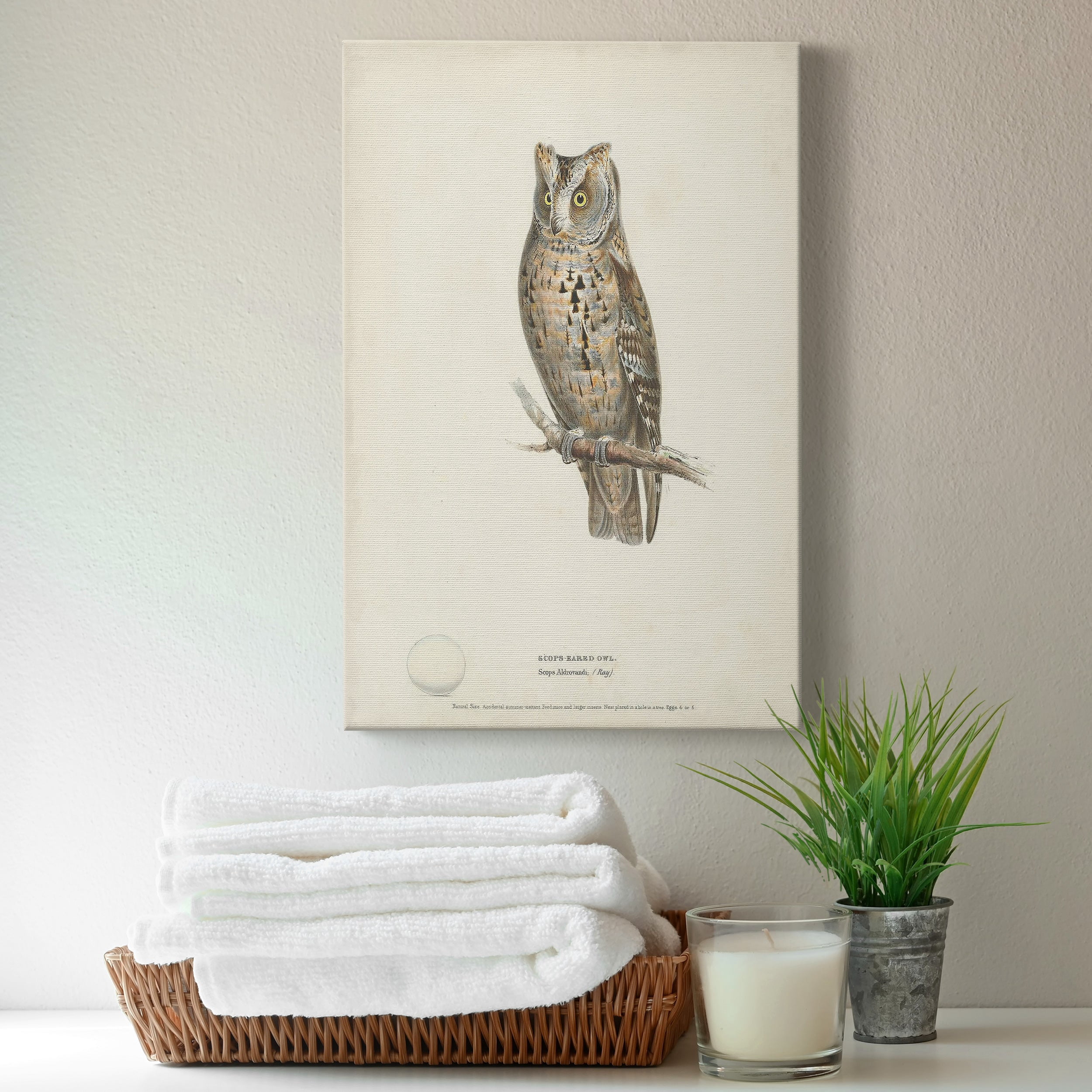 Scops- Eared Owl Premium Gallery Wrapped Canvas - Ready to Hang