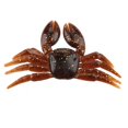 thumbnail image 4 of se?uelos De Pesca Ecomeon Cangrejo De Agua Real Artificial 5 Unids Marrón, 4 of 6