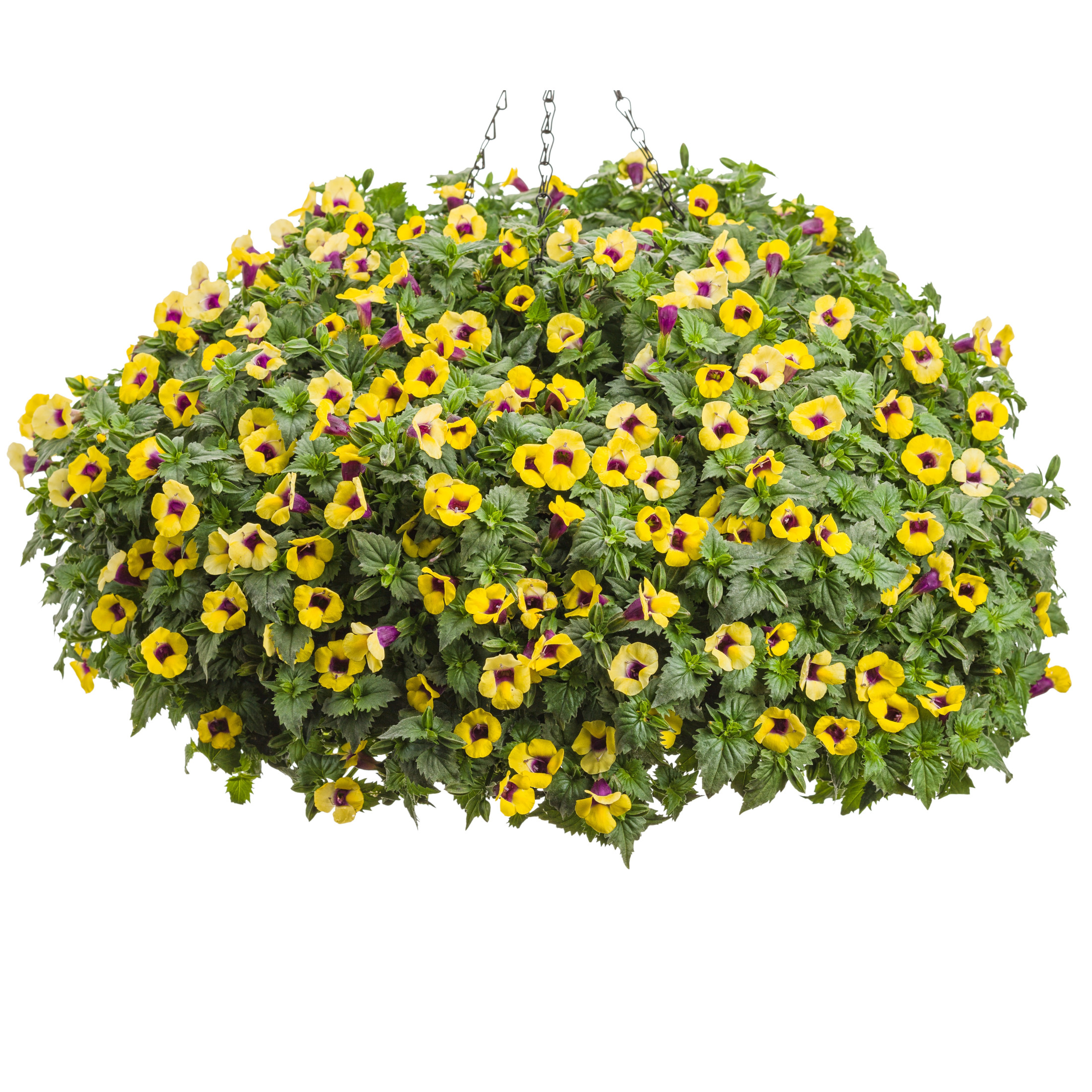 Proven Winners 4" Yellow Catalina Gilded Grape Wishbone Flower Live Plant in 4.25" Pot (4 Count)