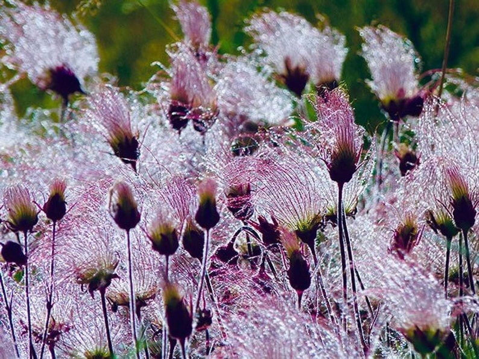 Home Shops USA 25 Prairie Smoke Flower Seeds, Attracts Bees, Butterflies
