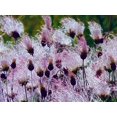 thumbnail image 3 of Home Shops USA 25 Prairie Smoke Flower Seeds, Attracts Bees, Butterflies, 3 of 3