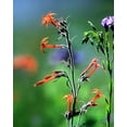 thumbnail image 2 of Fitzharris, Tim 20x24 Gold Ornate Wood Framed with Double Matting Museum Art Print Titled - Scarlet Gilia and Blue Flax, 2 of 4