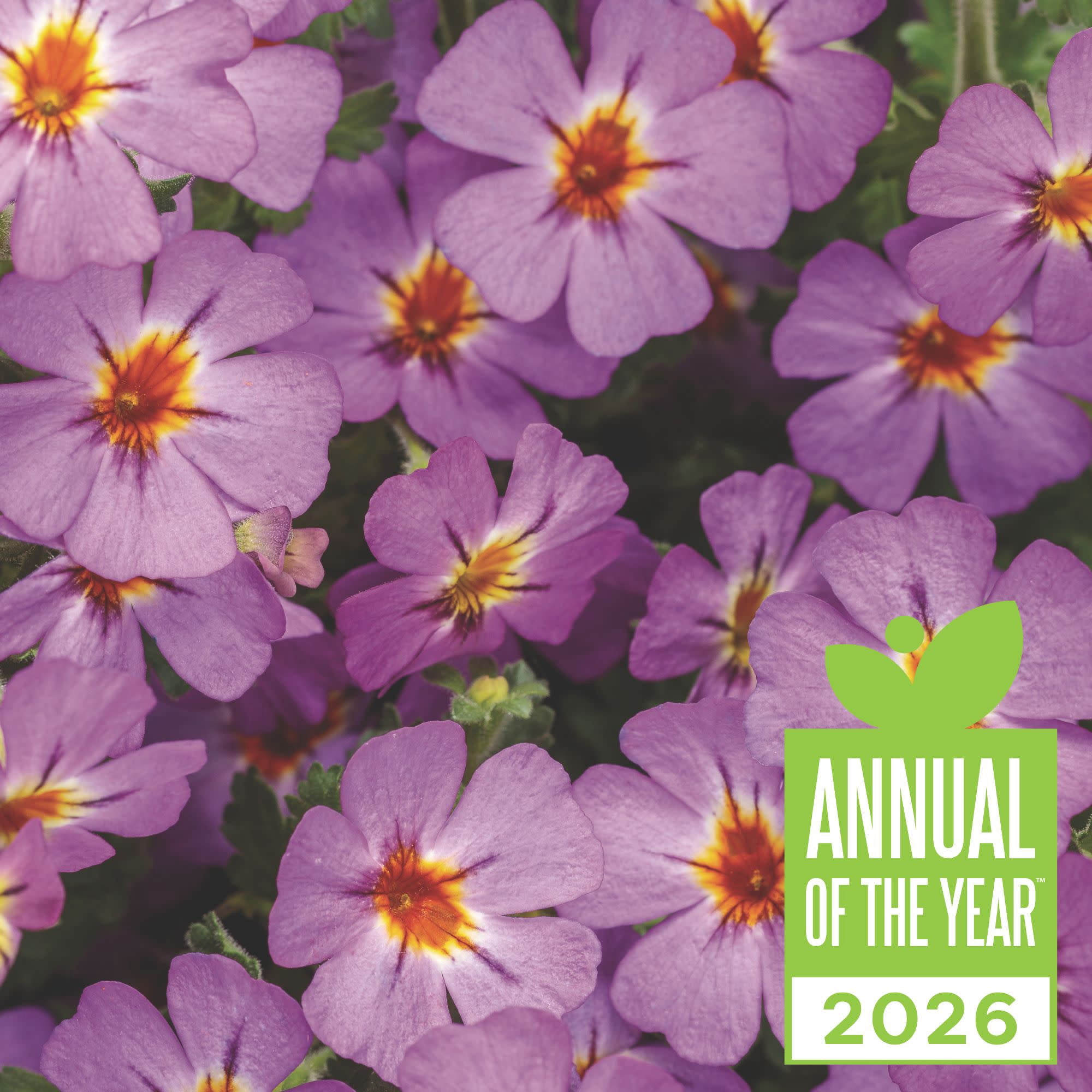 Proven Winners 4" Purple Safari Dusk South African Phlox Live Plant in 4.25" Pot (4 Count)