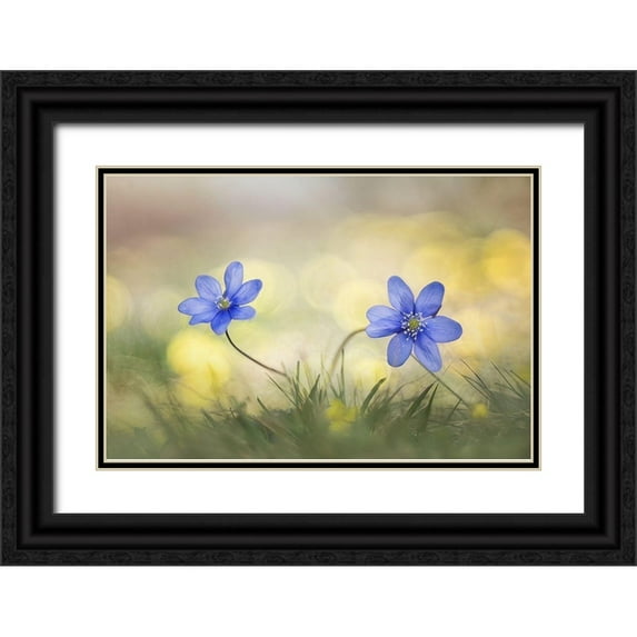 Marini, Roberto 18x13 Black Ornate Wood Framed with Double Matting Museum Art Print Titled - Hepatica