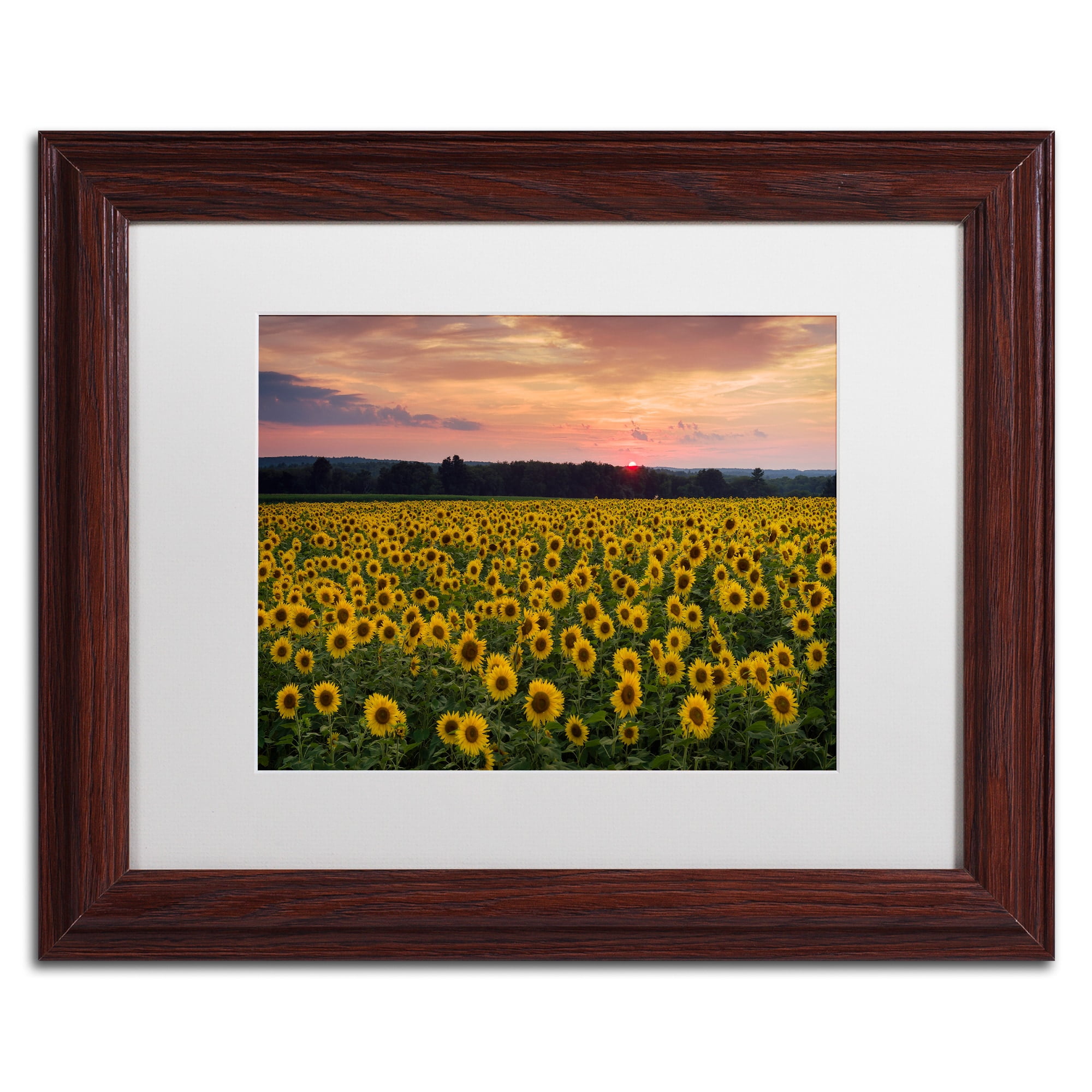 Trademark Fine Art "Sunflower Taps" Canvas Art by Michael Blanchette Photography White Matte, Wood Frame