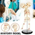 thumbnail image 4 of Anatomía del bebé de doble cabeza, esqueleto del cráneo, modelo médico anatómico de la educación de la anatomía del cerebro brillar Electrónica, 4 of 5